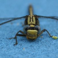 D Fly