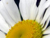 A Bellis Daisy