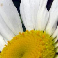 A Bellis Daisy