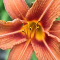 Daylily