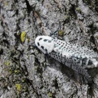 Tree Moth