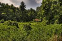 Kudzu