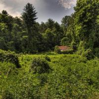 Kudzu