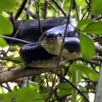 Rat Snake