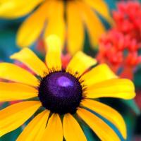 Burst of Colour