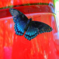 Butterfly
