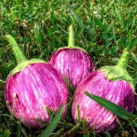 aka Eggplant