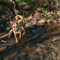 Stream Walking