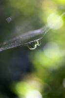 Web Wide World