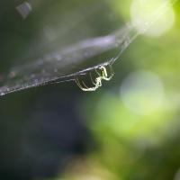Web Wide World