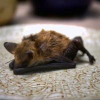 Bat Yoga