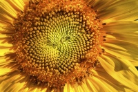 Jaws of the Sun