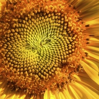 Jaws of the Sun