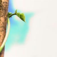 Dreamy Beanstalk
