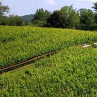 Blackstock Winery