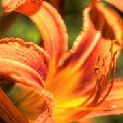 Daylily