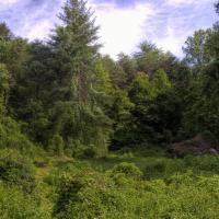 The Kudzu Triumphs