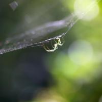 Web Wide World