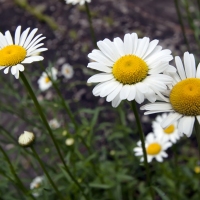 The Bellis