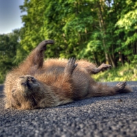 Belly Up