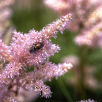 Fly
