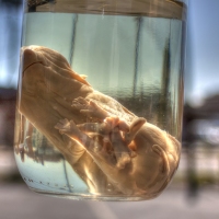 Pickled Pig