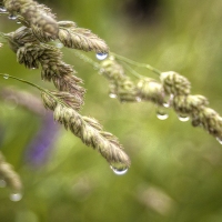 Rain Stops Play