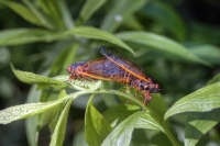 Cicada Sex Scene