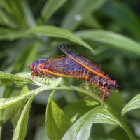 Cicada Sex Scene