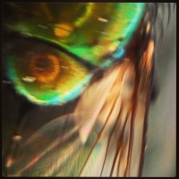Must Fly