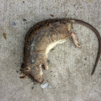 Dead Art