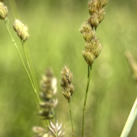 Whispering Grass