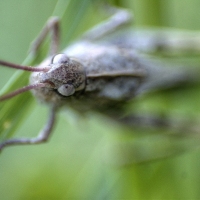 Grasshopper