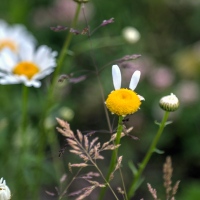 Effeuiller la Marguerite