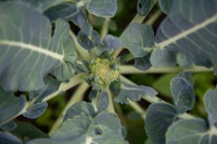 The Broccoli Cometh
