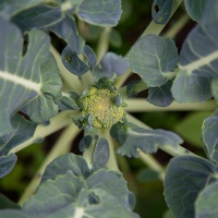 The Broccoli Cometh