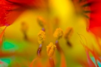 Tropaeolum Majus