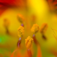 Tropaeolum Majus