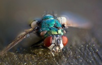 Musca Domestica