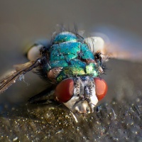 Musca Domestica