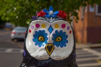 What a Hoot