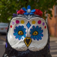 What a Hoot