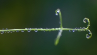 Petit Pois