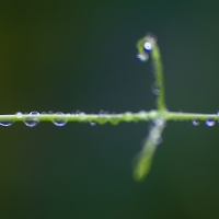 Petit Pois