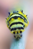 Garden Guest