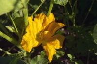 Squash Blossom