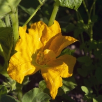 Squash Blossom