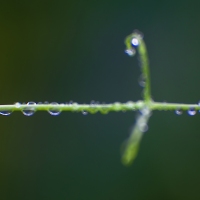 Petit Pois