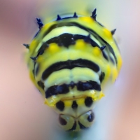 Garden Guest