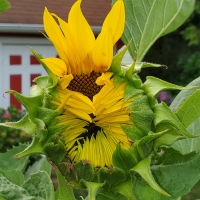 Here Comes the Sun